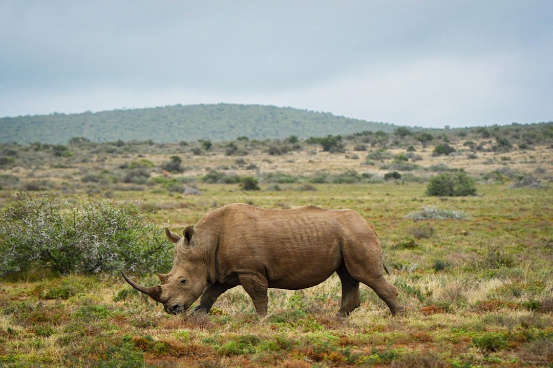 Radioactive Rhinos, AI Secrets, and the Tech News You Probably Missed