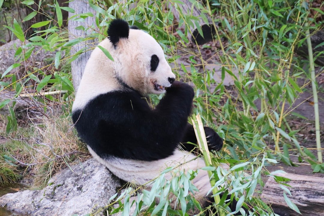 Pandas Choking on Big Data? Here’s How to Build a Scalable ML Pipeline with Vaex